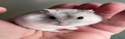 Hamster rodents for sale: Baby Winter White Russian hamsters (pure bred). - Advert 2