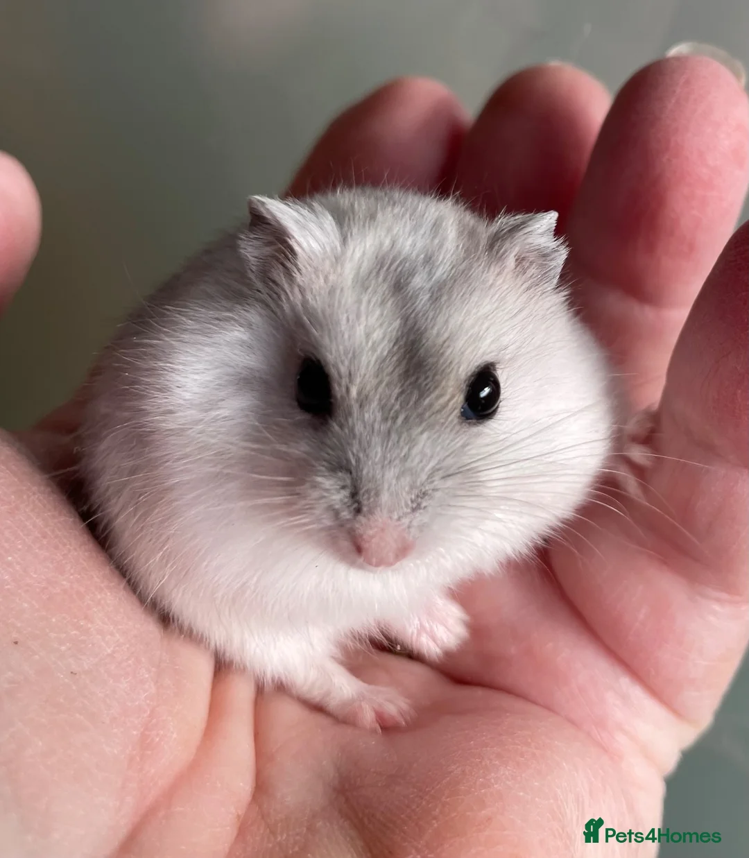 Hamster rodents for sale: Baby Winter White Russian hamsters (pure bred). - Advert 2