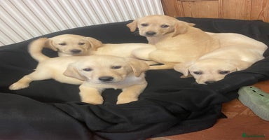 Labrador Retriever dogs - Advert 8