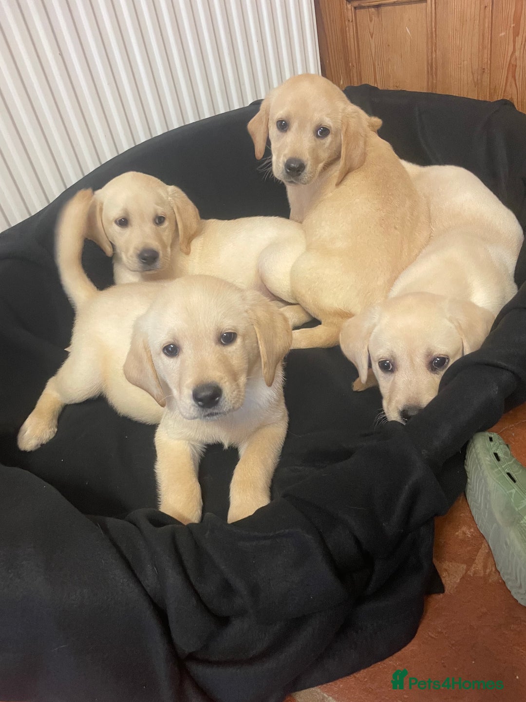 Labrador Retriever dogs for sale: Beautiful Andrex Labrador Puppy’s  - Image 5