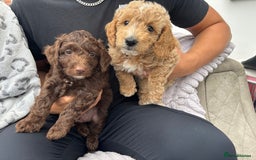 Cockapoo dogs for sale: Cockapoo puppies F1b - Image 14