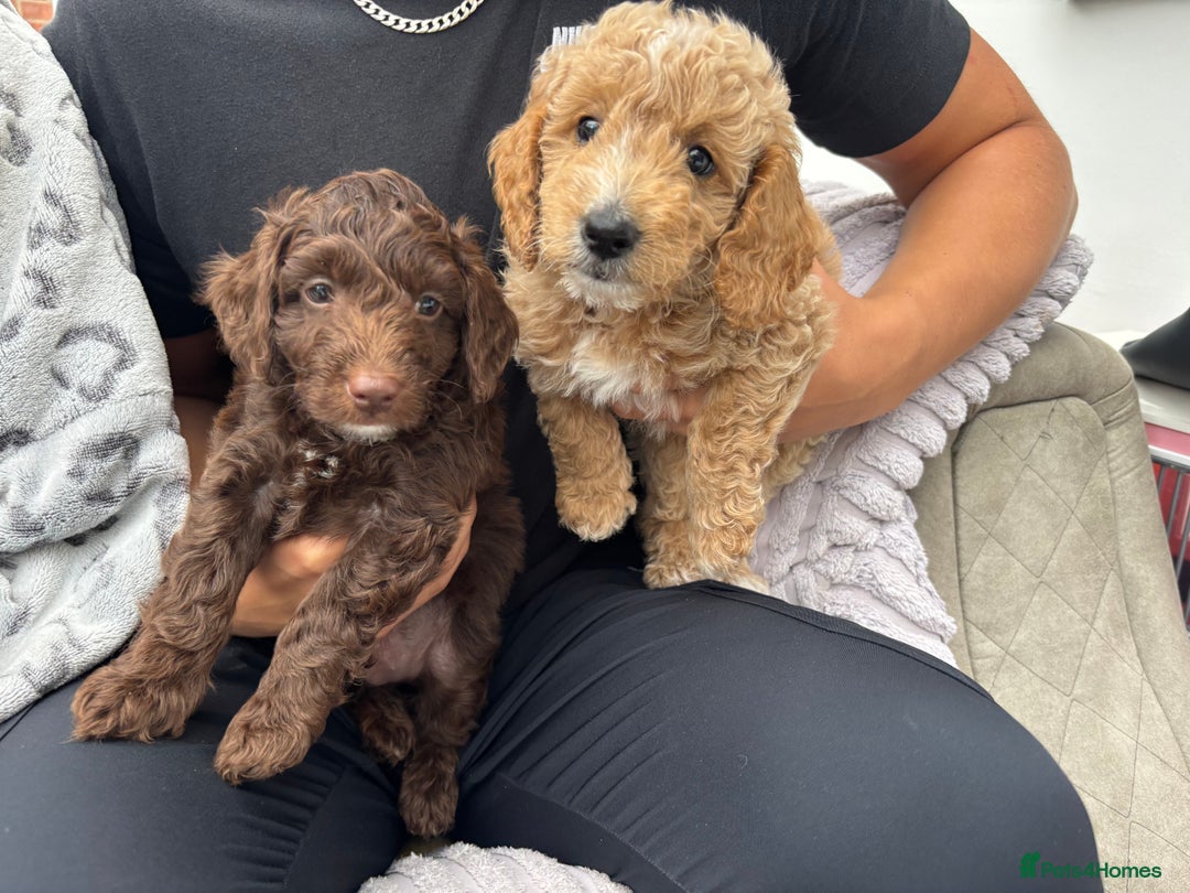 Cockapoo dogs for sale: Cockapoo puppies F1b - Image 14