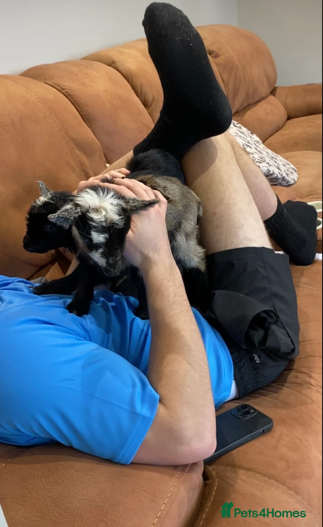 Goats livestock for sale: NEW BORN BOTTLE FED BABIES AND YOUNG NANNIES  - Advert 9