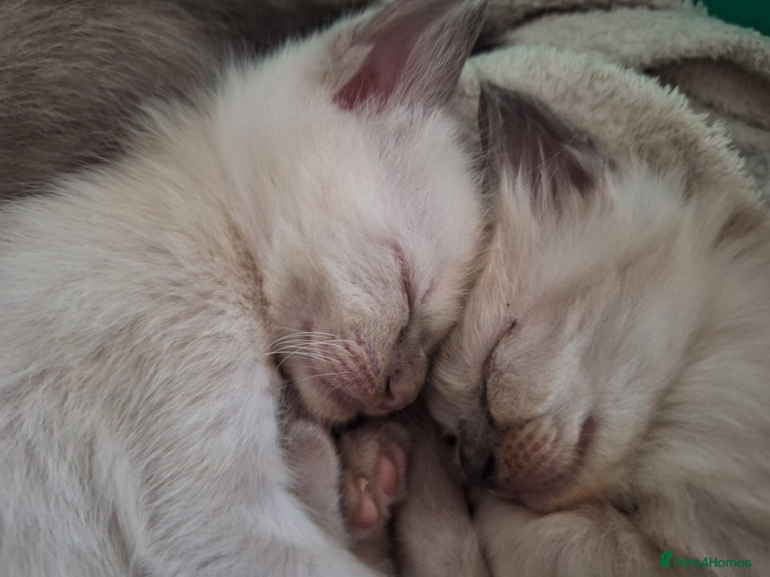 Siamese cats for sale: 3 beautiful siamese seal point kittens  - Image 5
