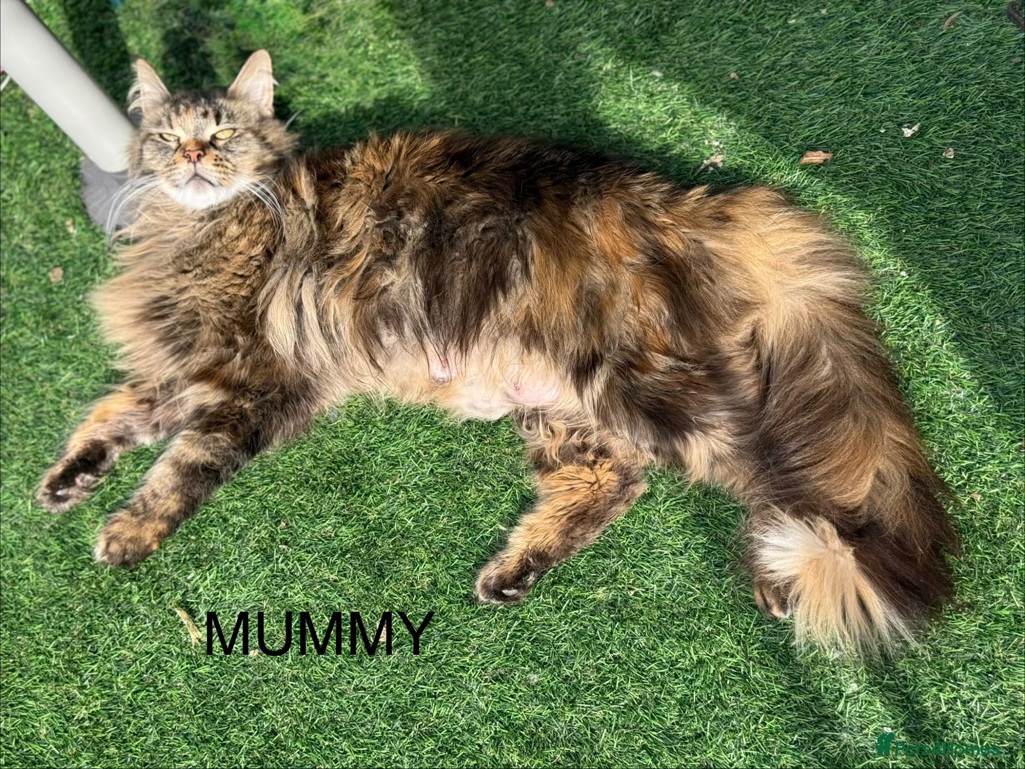 Maine Coon cats Maine Coon x Tabby Female Kitten - Ready now - Advert 2