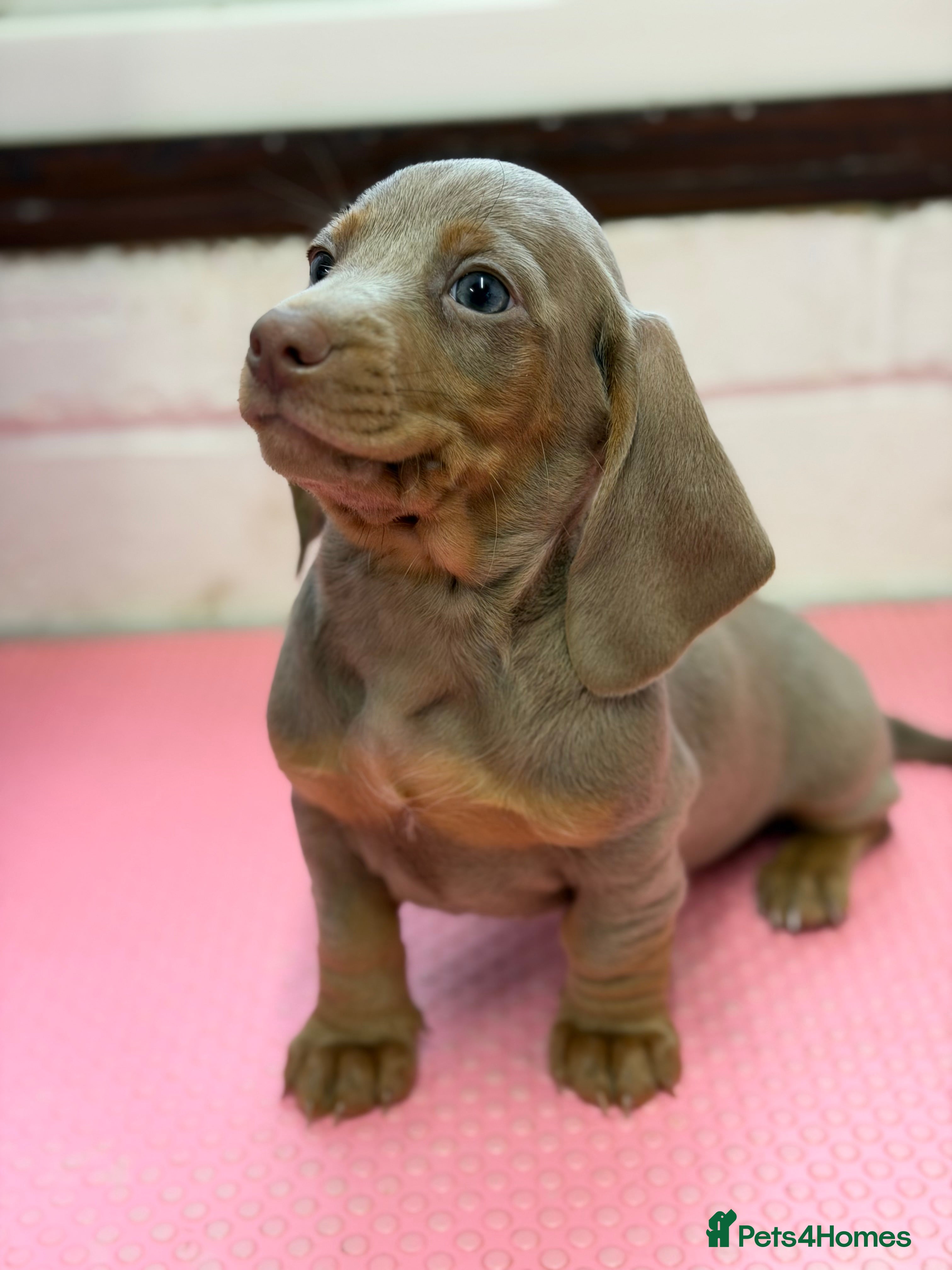 Miniature Dachshund dogs Mini dachshund 1 smooth boys available  - Advert 12