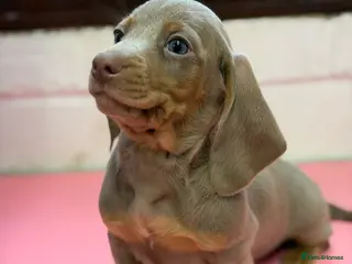 Miniature Dachshund dogs Mini dachshund 1 smooth boys available - Advert 12