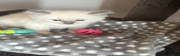 Ragdoll cats for sale: Adorable Gccf registered kittens  in Wakefield - Advert 13