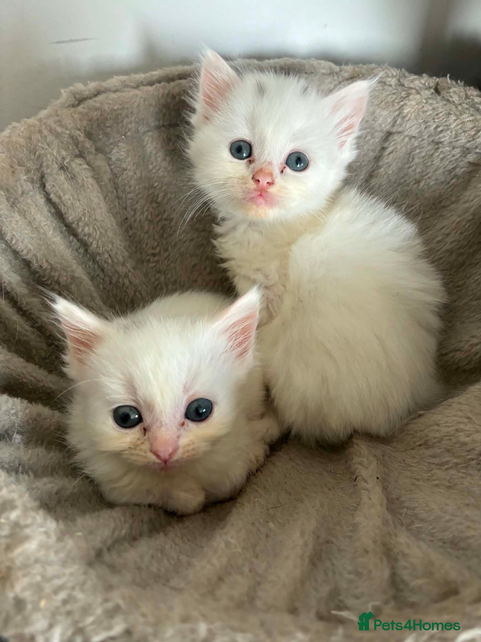 Mixed Breed cats Ragdoll x Turkish angora kittens - Advert 1