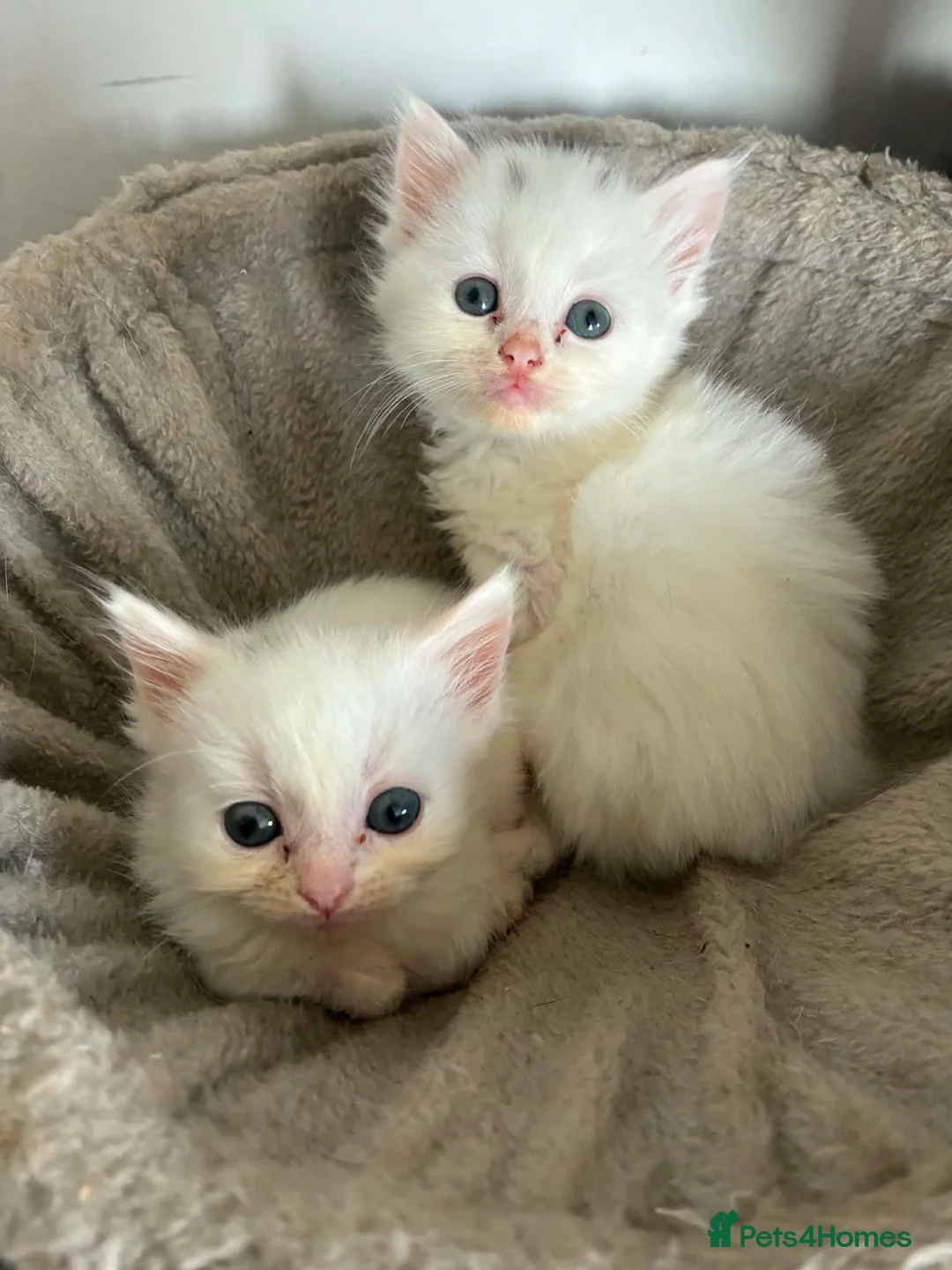 Mixed Breed cats for sale: Ragdoll x Turkish angora kittens - Advert 1