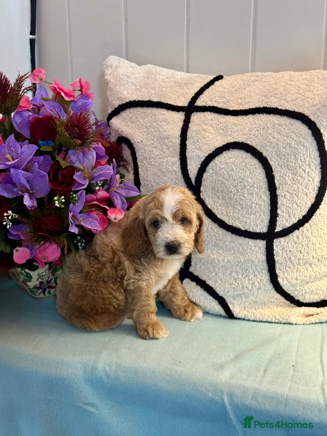 Cockapoo dogs for sale: 7 gorgeous f1 apricot Cockerpoos  - Advert 2