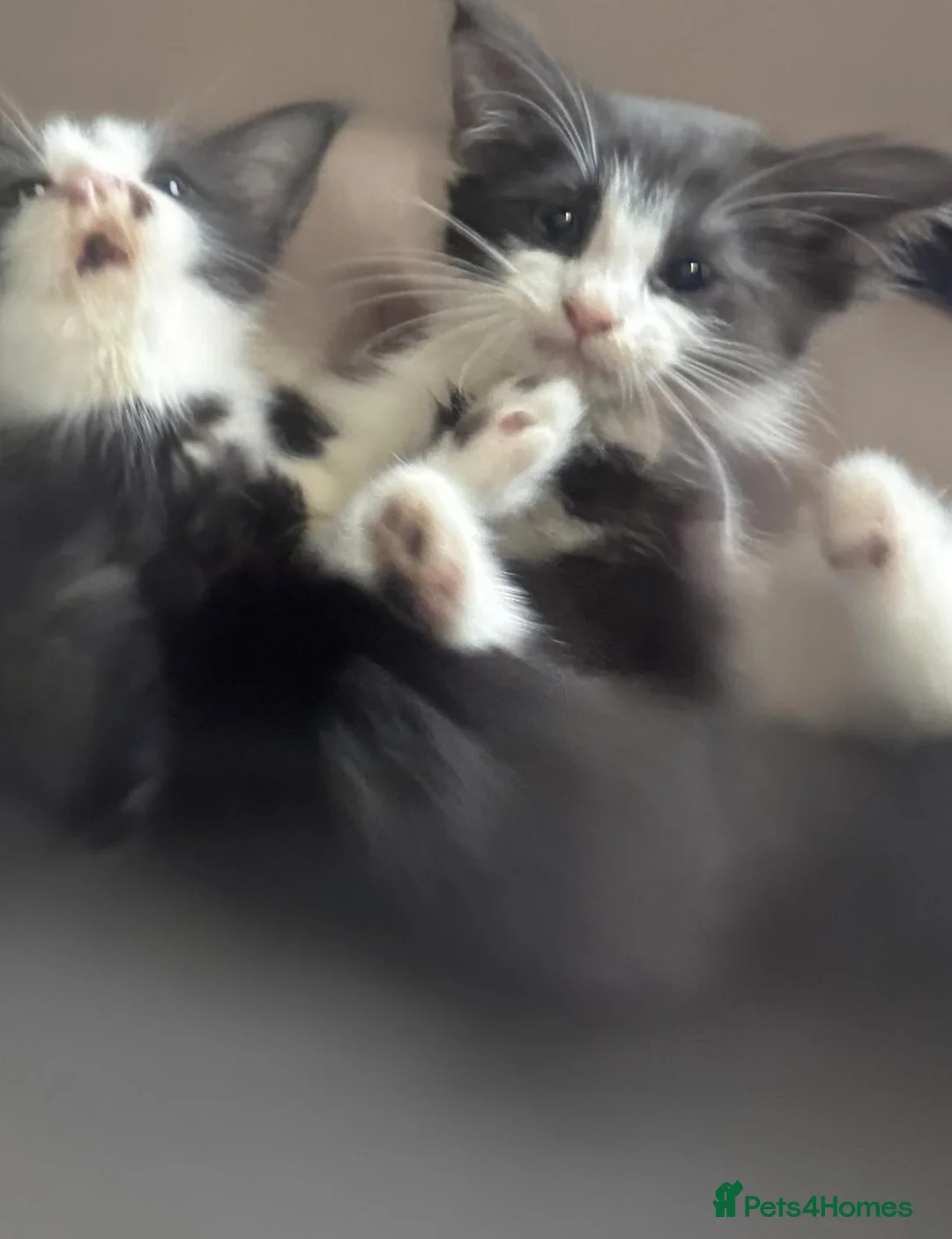 British Shorthair cats for sale: 6 Beautiful Kittens for Sale in Bristol - Advert 2