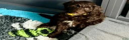 Cavapoo dogs for sale: Adorable F1b Cavapoo’s puppies ready now with 💉💉 - Advert 17