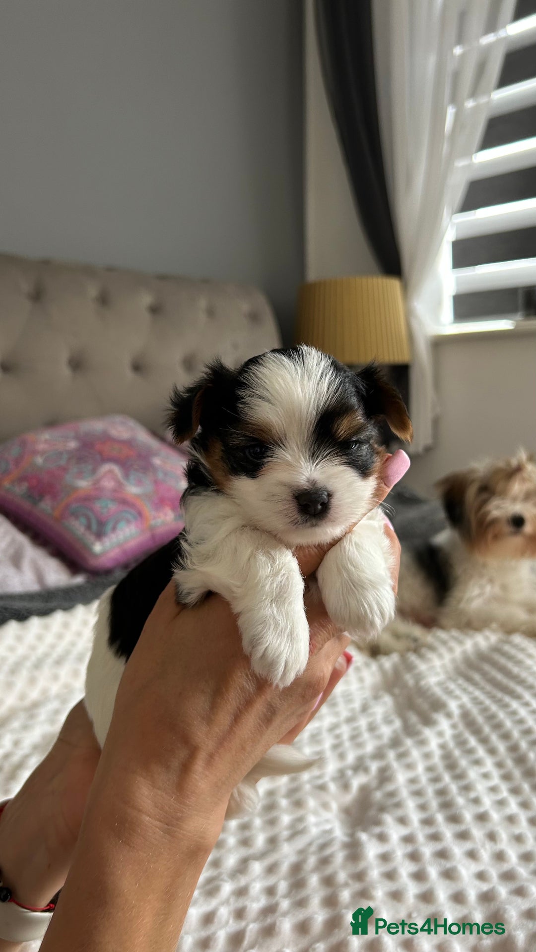 Biewer Terrier dogs for sale: Biewer terrier male puppies for sale - Image 5