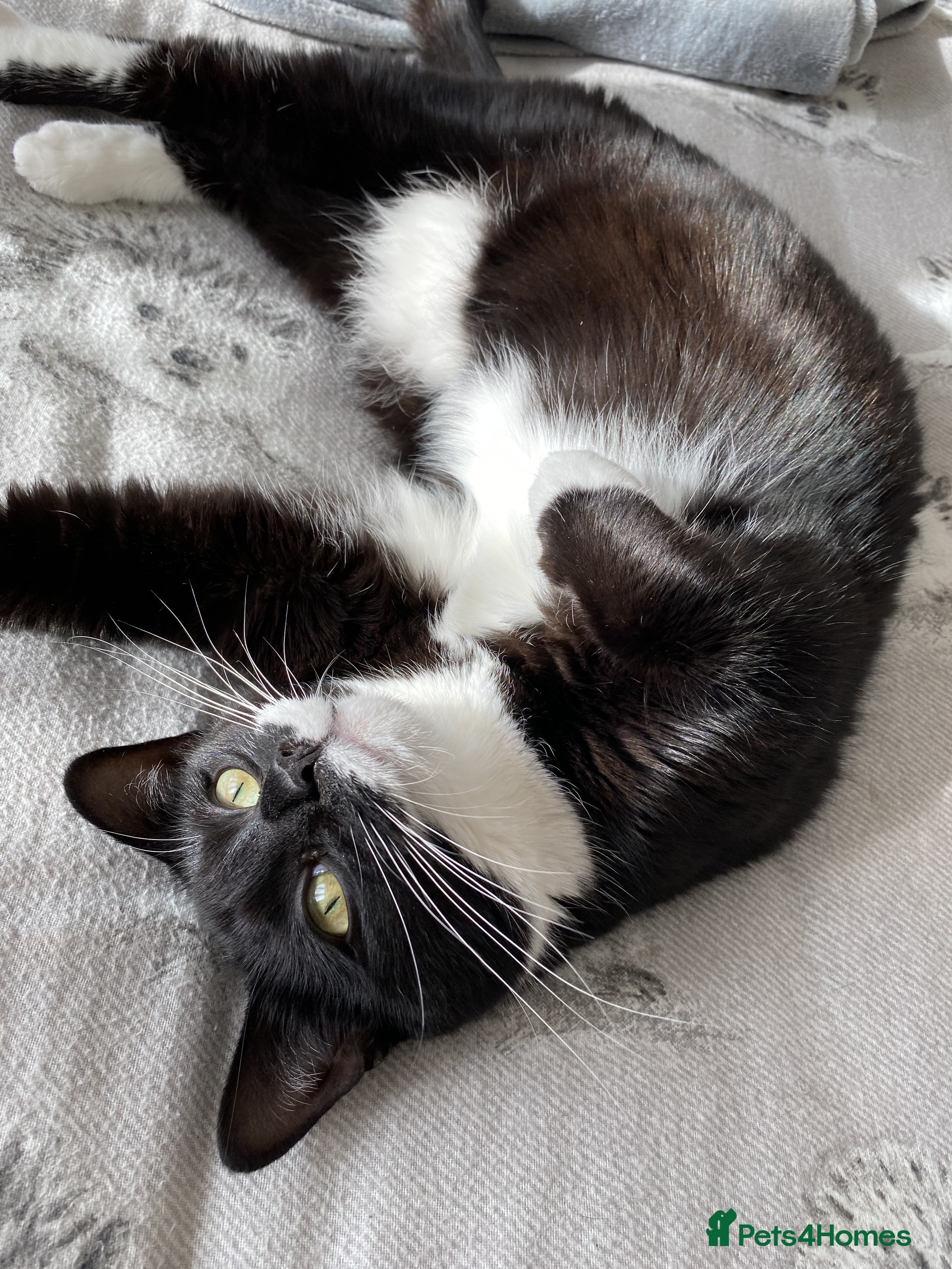 Domestic Shorthair cats Harmony looking for a home - Advert 12