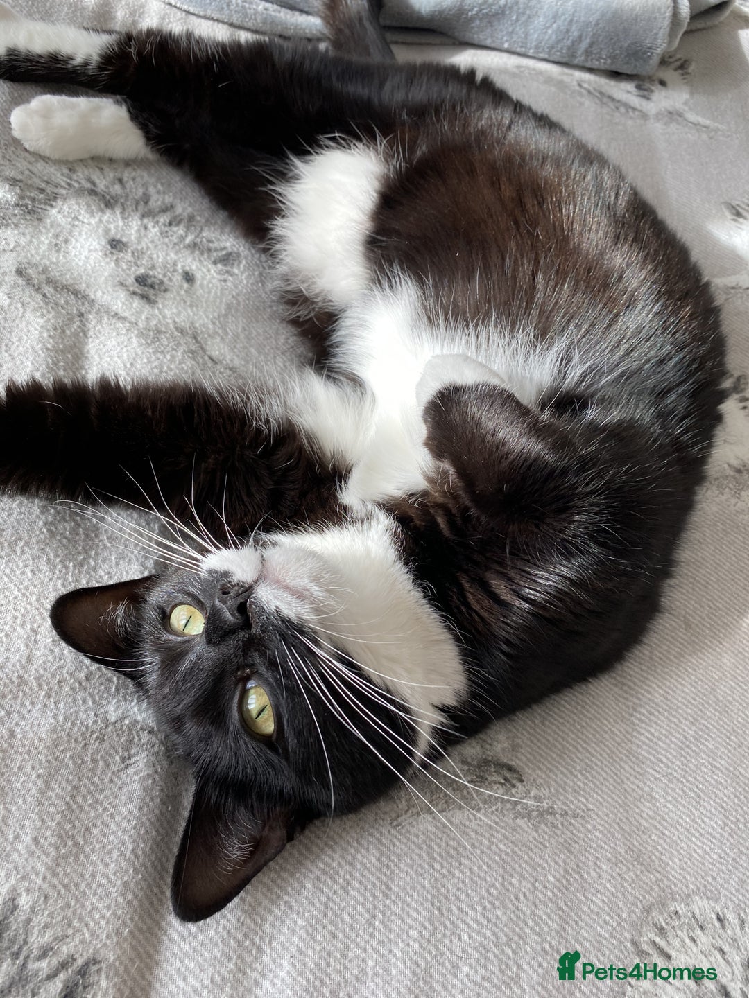 Domestic Shorthair cats for sale: Harmony looking for a home - Advert 1