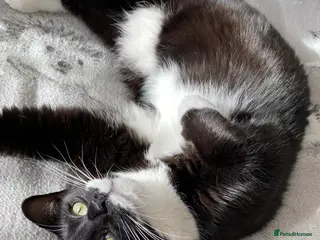 Domestic Shorthair cats Harmony looking for a home - Advert 11