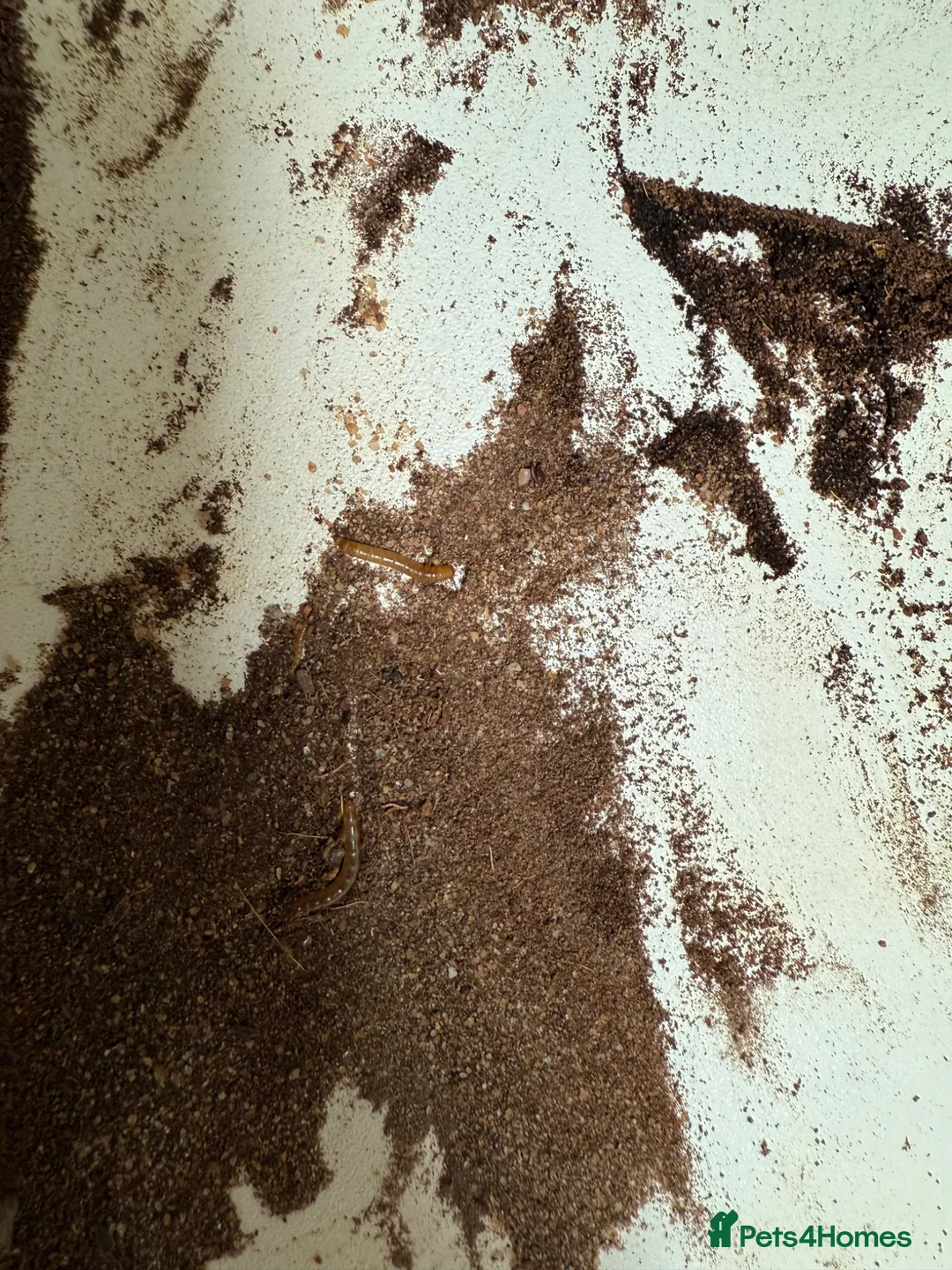 Leopard Gecko reptiles for sale: Draco with full brand new set up - Advert 8