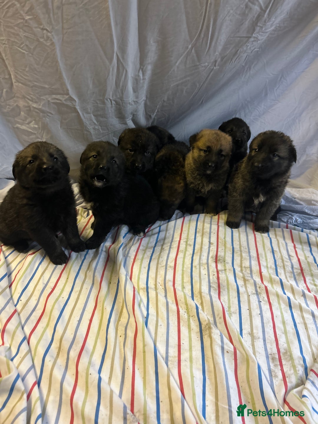 Mixed Breed dogs for sale: German shepherd cross Caucasian Shepherd kangal - Advert 8