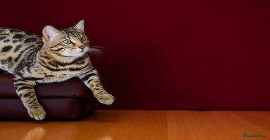 Bengal cats - Advert 13