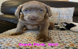 Labrador Retriever dogs for sale: Gorgeous KC Silver Labrador Puppies. - Image 2