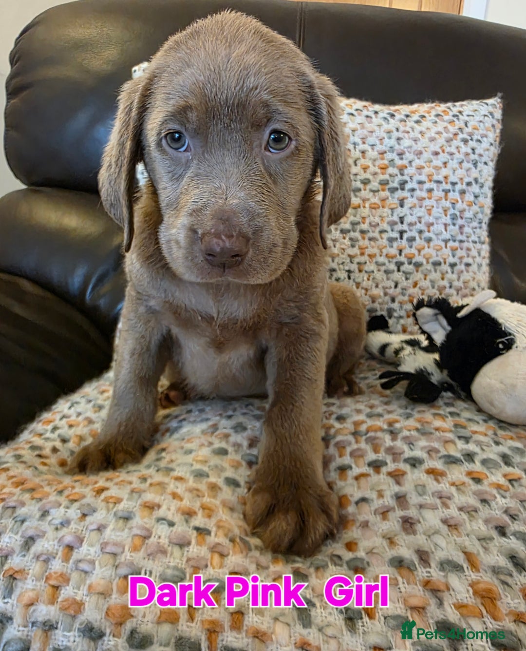Labrador Retriever dogs for sale: Gorgeous KC Silver Labrador Puppies. - Image 2
