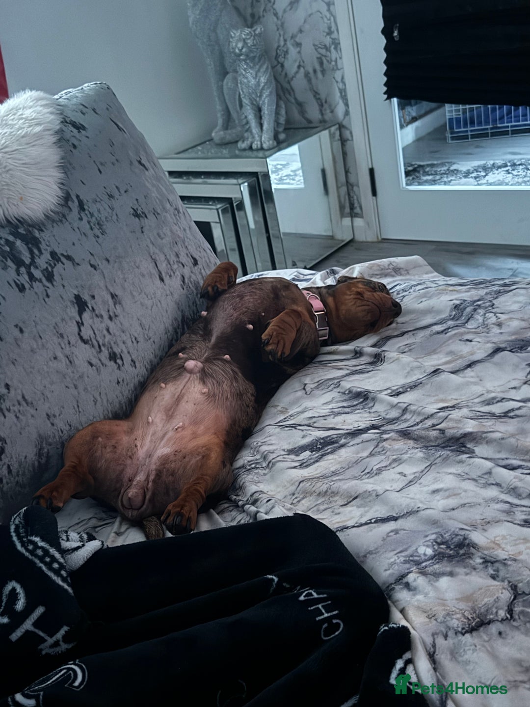 Miniature Dachshund dogs for sale: Female Chocolate tan dapple  - Image 11