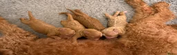Australian Labradoodle dogs for sale: ❤️❤️ AUSTRALIAN GOLDENDOODLES ❤️❤️ - Advert 6