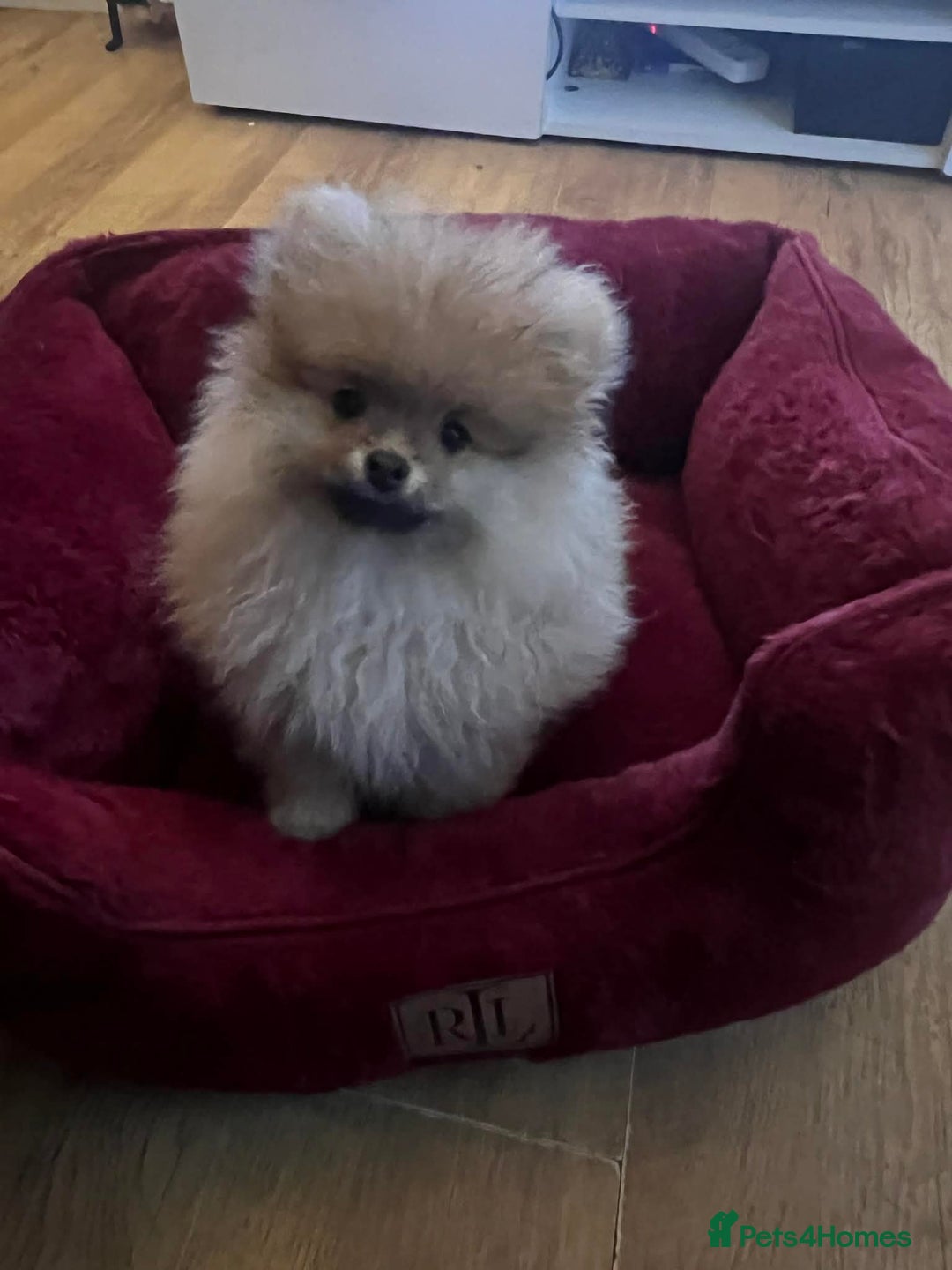 Pomeranian dogs for sale: Russian bloodline pomeranian Kc registered  - Advert 8