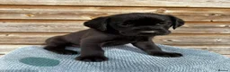 Labrador Retriever dogs for sale: KC registered black sporting Labrador puppies in Beverley - Advert 2