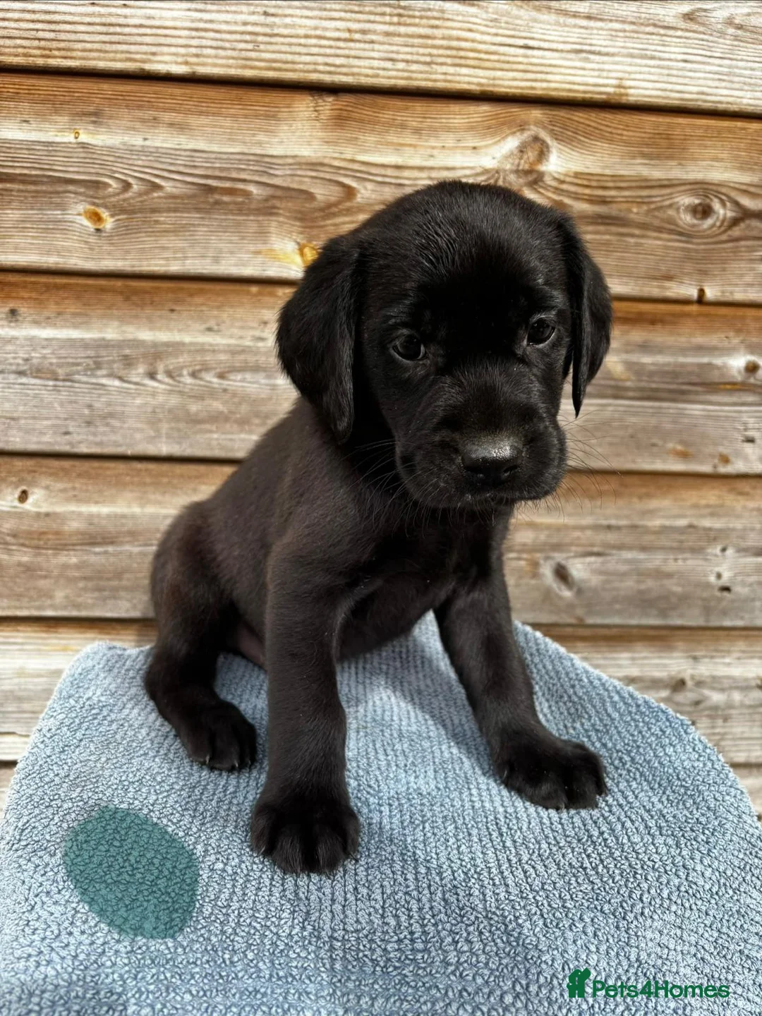 Labrador Retriever dogs for sale: KC registered black sporting Labrador puppies in Beverley - Advert 2