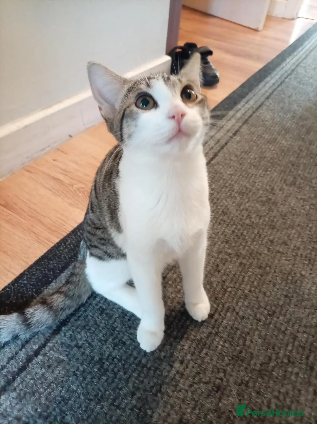 Mixed Breed cats for sale: Tabby kitten - Advert 4