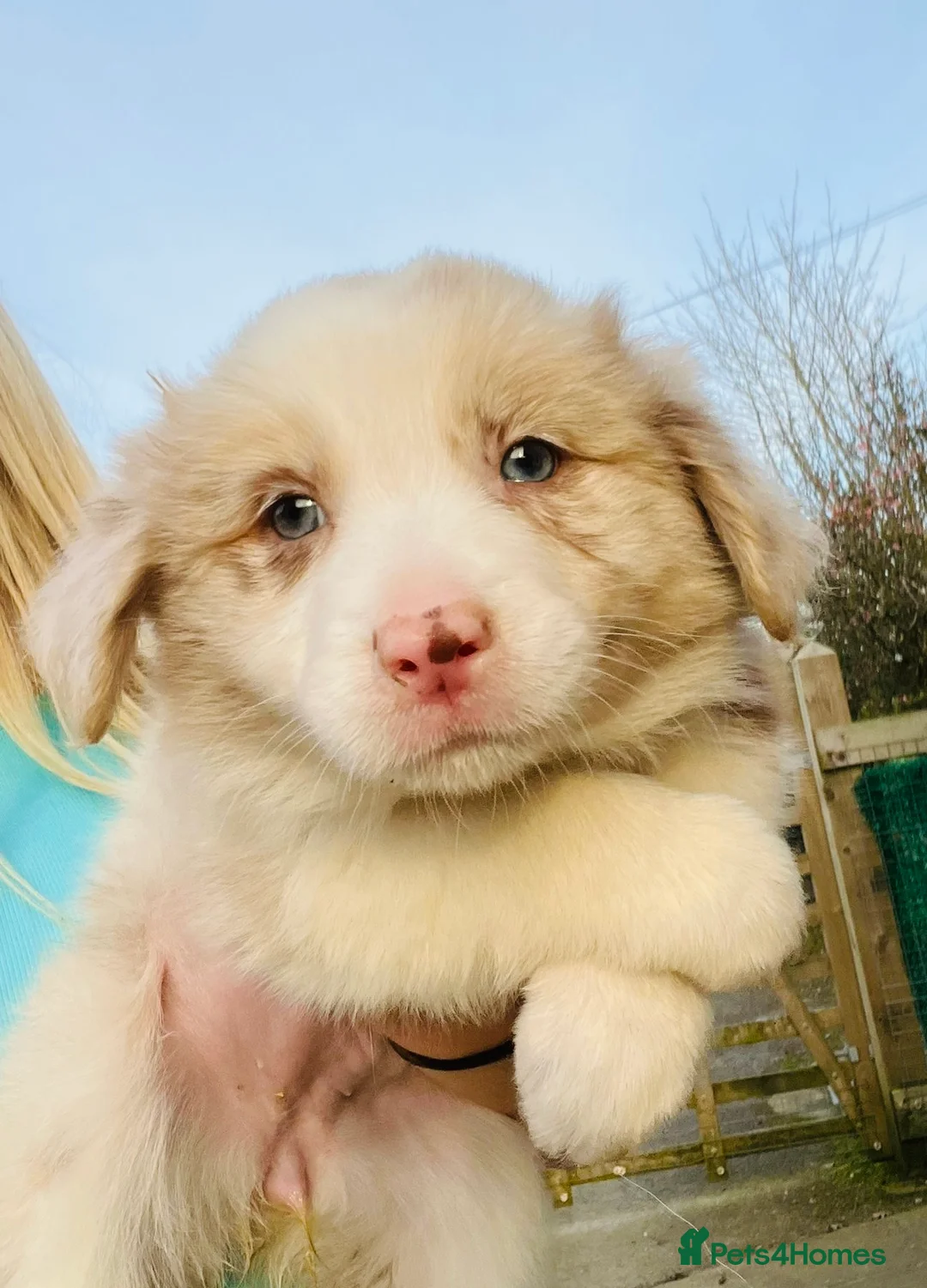 Border Collie dogs for sale: (KC reg pending) Border Collie Puppies For Sale - Advert 2