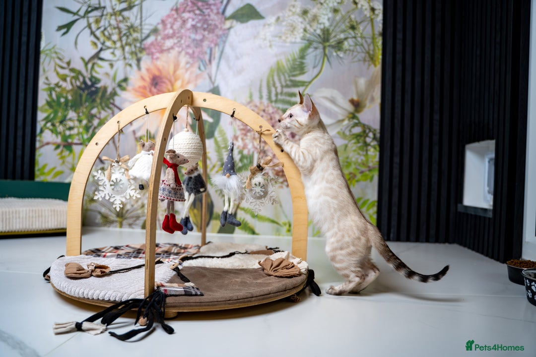 Bengal cats for sale: GOOBER-Snow Lynx Pure Bengal-TICA REG.-Playful boy - Advert 20