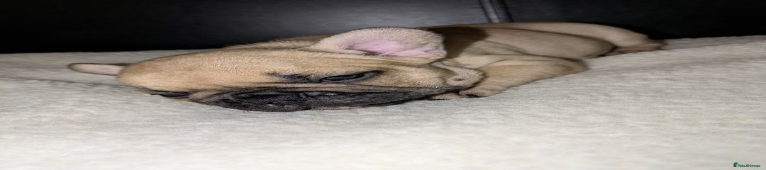 French Bulldog Puppy 6