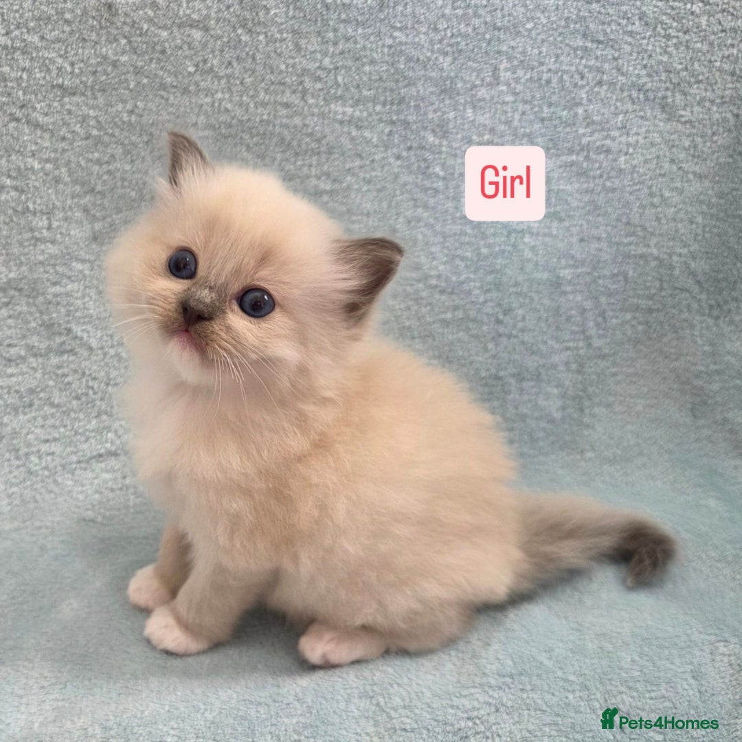 Ragdoll cats for sale: GCCF REGISTERED RAGDOLL KITTENS - Image 5