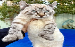 Bengal cats for sale: Breathtaking rare snow leopard  - Advert 18