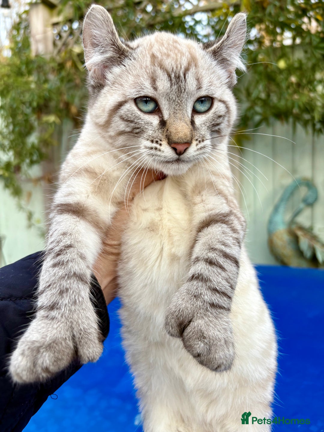 Bengal cats for sale: Breathtaking rare snow leopard  - Advert 18