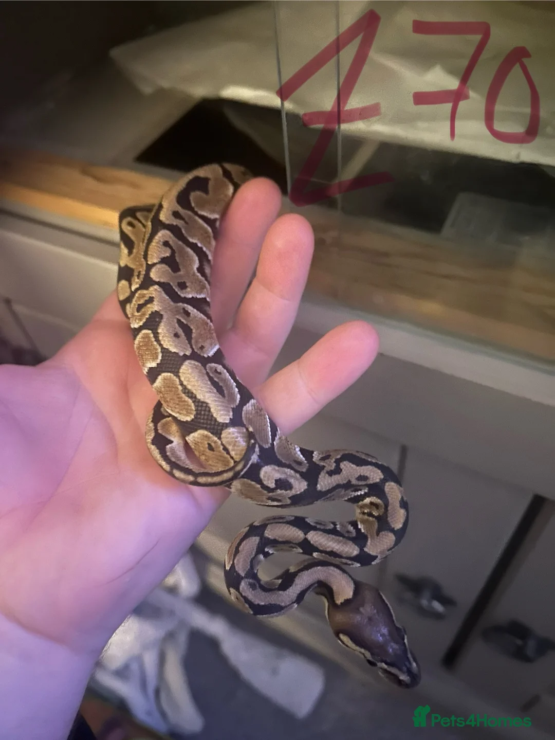 Python Snake reptiles for sale: Snake collection  - Advert 2