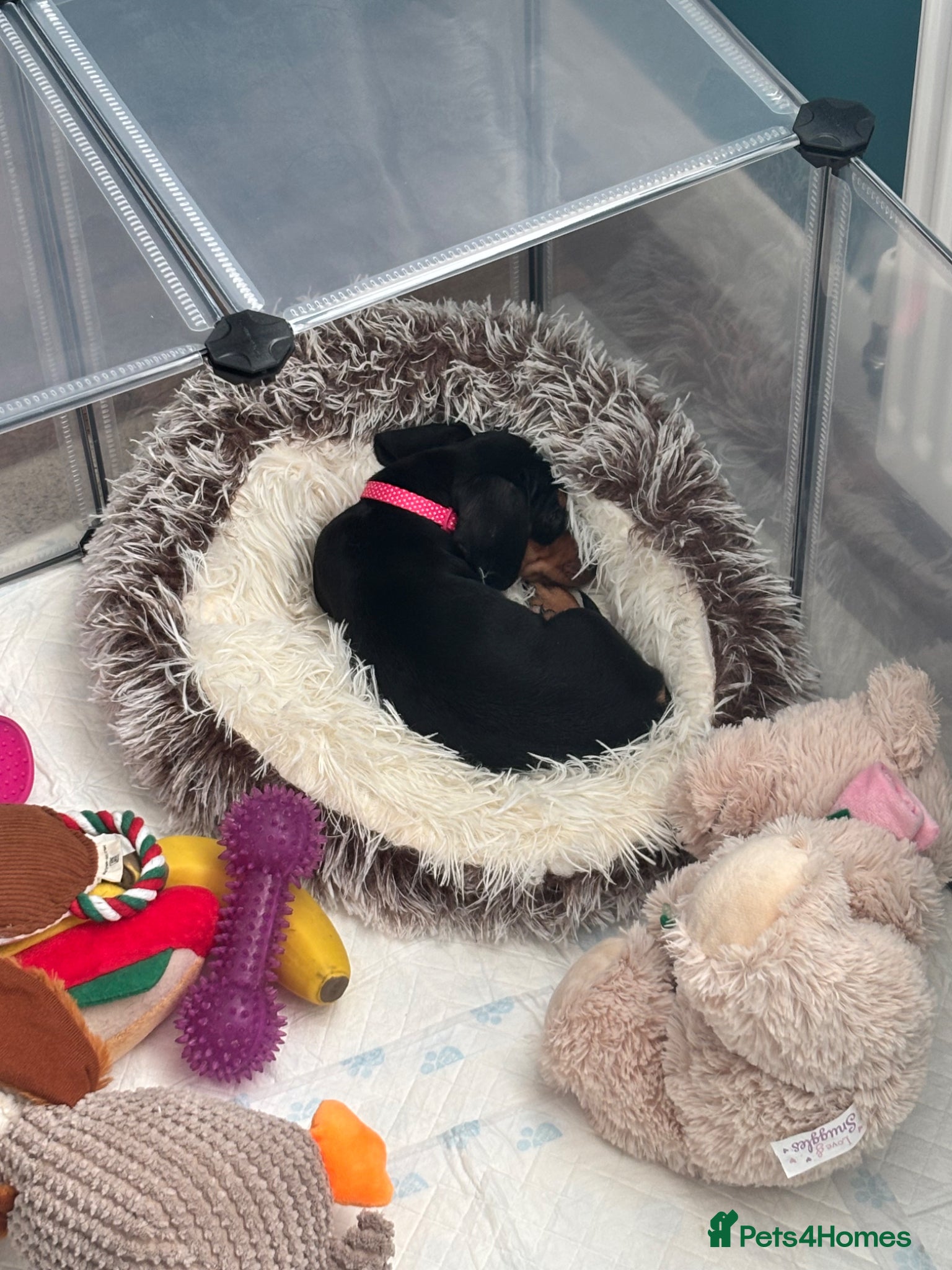 Dachshund dogs 12 week old Puppy dachshund  - Advert 1