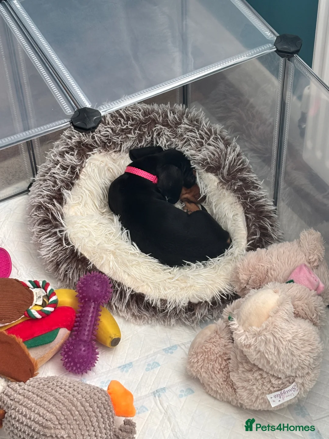 Dachshund dogs for sale: 12 week old Puppy dachshund  - Advert 1