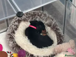 Dachshund dogs 12 week old Puppy dachshund - Advert 1