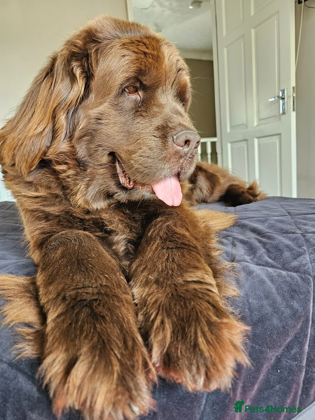 Newfoundland dogs for sale: Beautiful Newfoundland puppies  - Advert 2