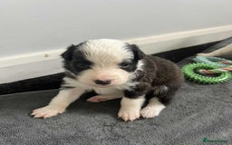 Border Collie dogs for sale: Beautiful Border collie Puppies - Image 14