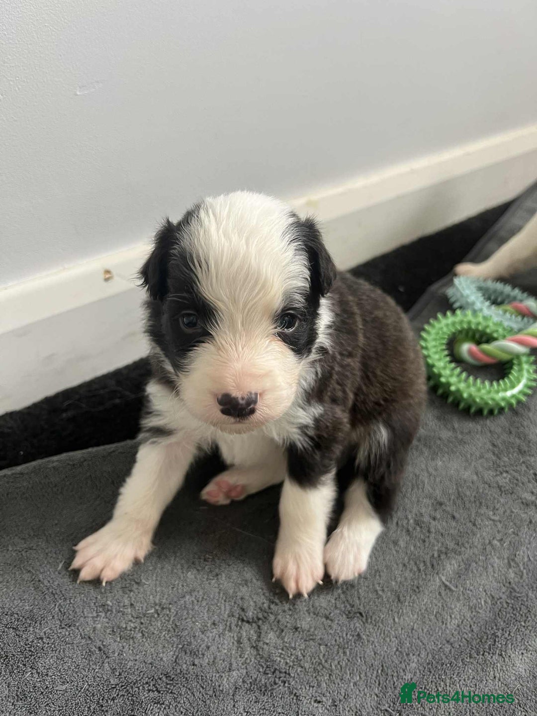 Border Collie dogs for sale: Beautiful Border collie Puppies - Image 14