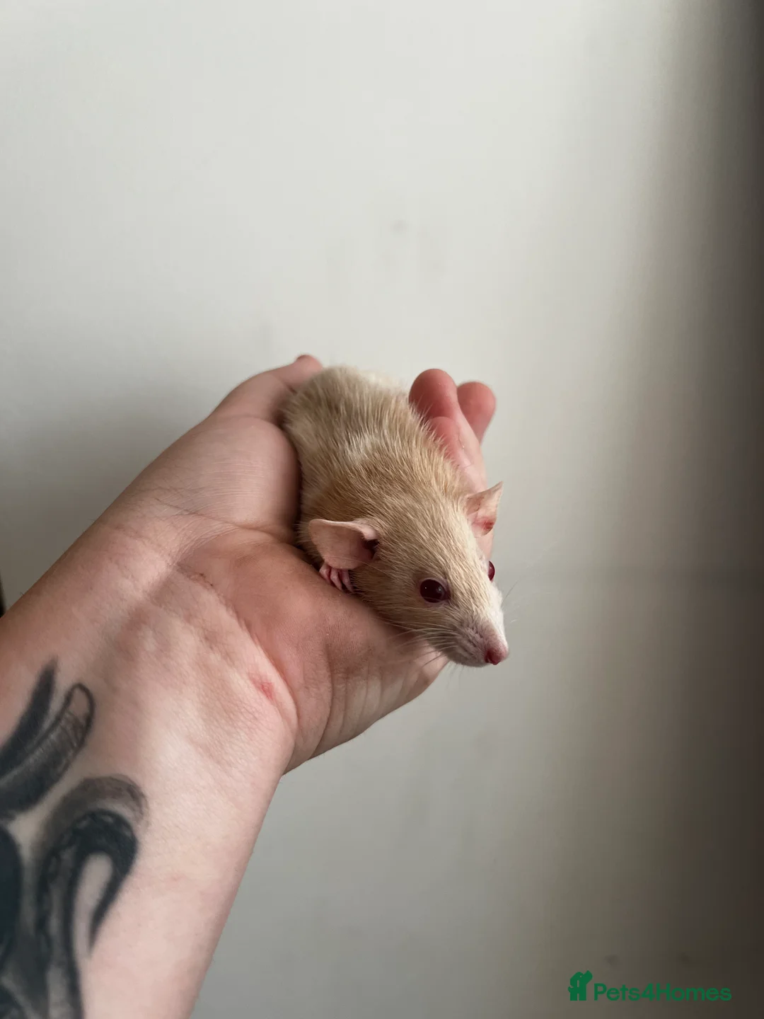 Rat rodents for sale: Dwarf Rats - Advert 1