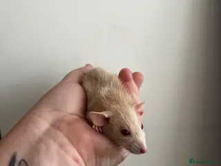 Rat rodents Dwarf Rats - Advert 16