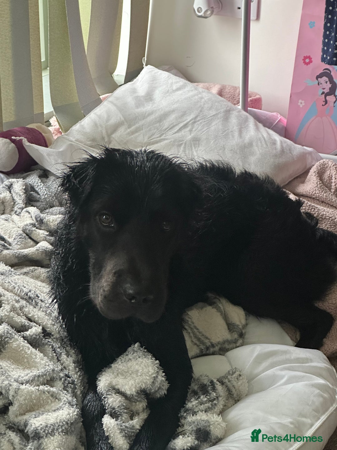 Mixed Breed dogs for sale: Ashly needs a new home asap! 🫶 - Advert 2