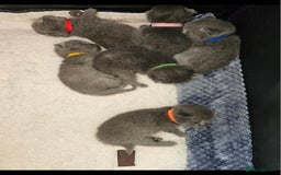 British Shorthair cats for sale: Gccf British Shorthair kittens  - Image 18