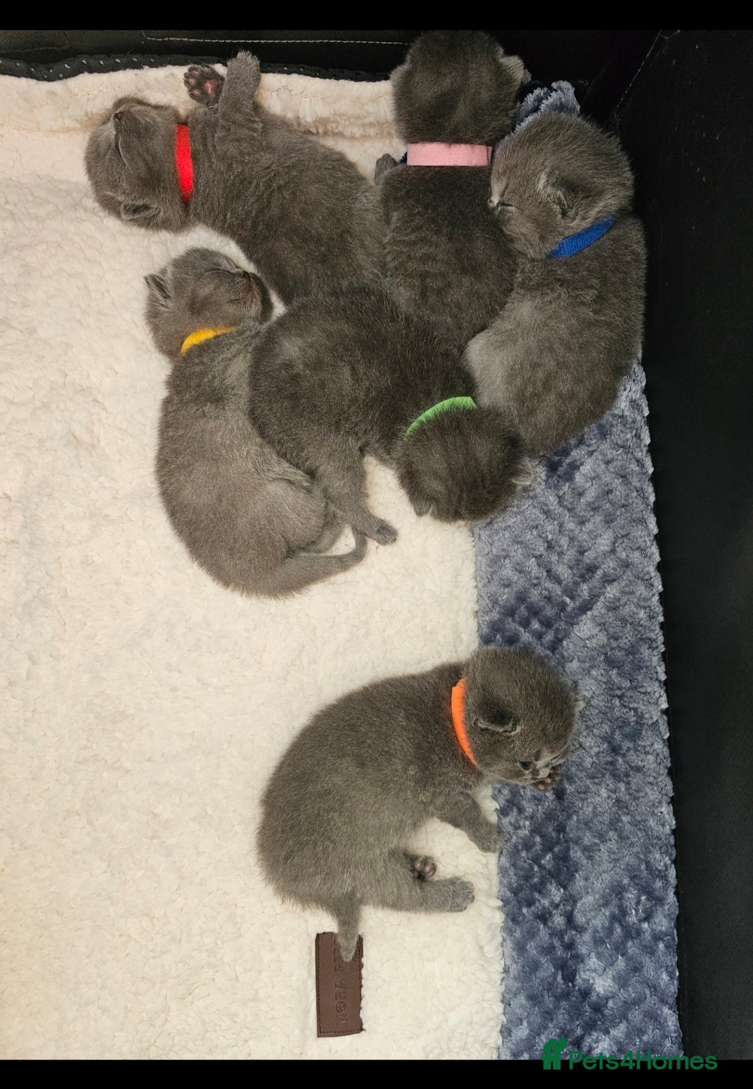 British Shorthair cats for sale: Gccf British Shorthair kittens  - Image 18
